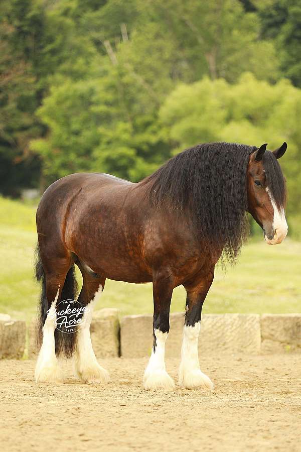 ridden-english-clydesdale-horse