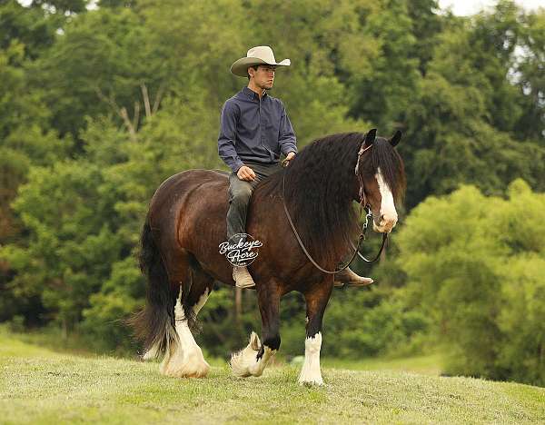 ridden-western-clydesdale-horse