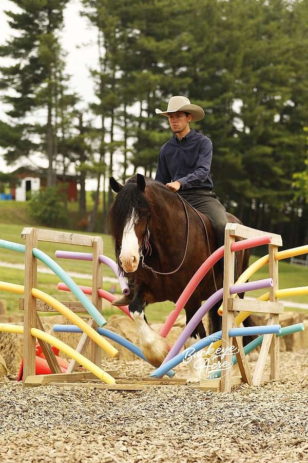 trail-clydesdale-horse