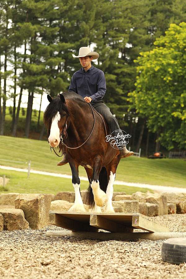 trail-riding-clydesdale-horse