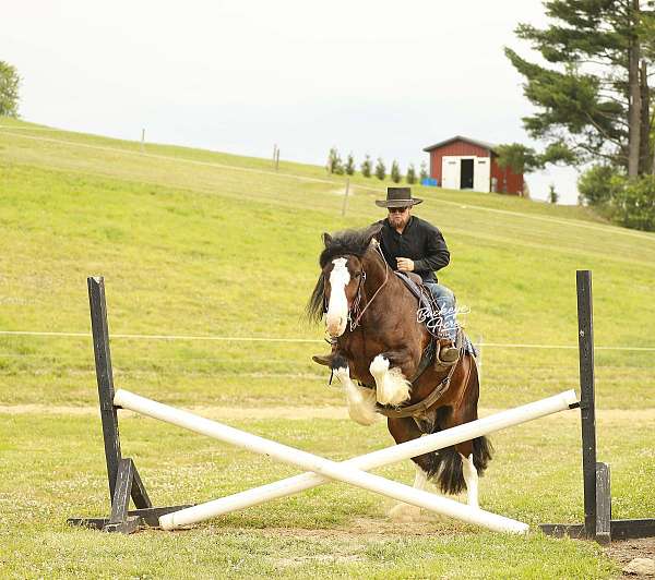 trained-clydesdale-horse