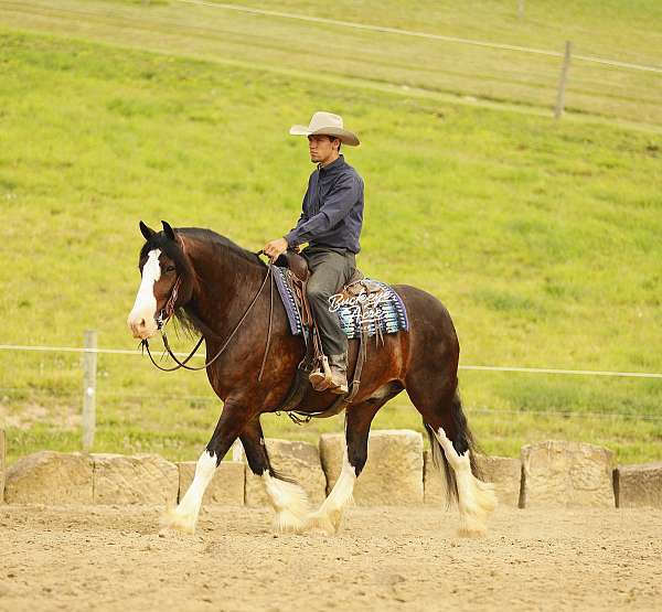 western-riding-clydesdale-horse