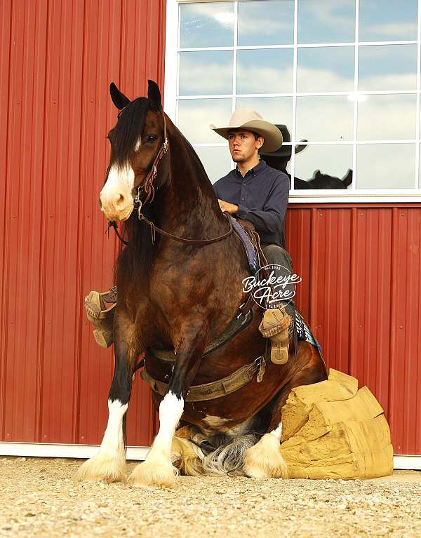 bay-clydesdale-gelding