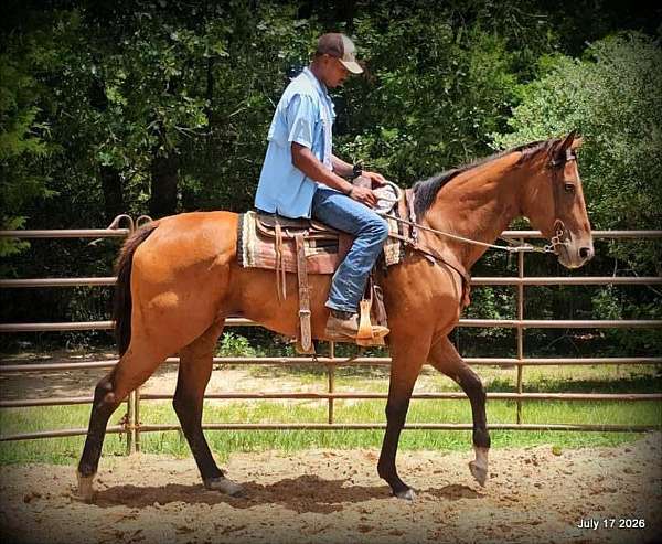 walk-trot-lope-quarter-horse