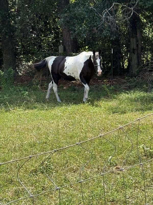 gaited-kentucky-mountain-paint-horse