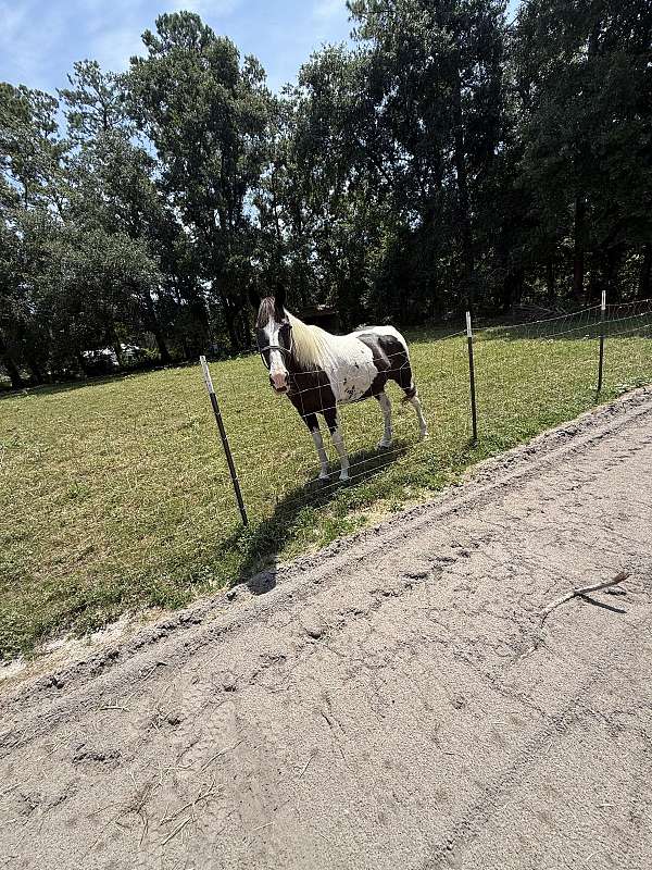 black-white-kentucky-mountain-paint-gelding-mare