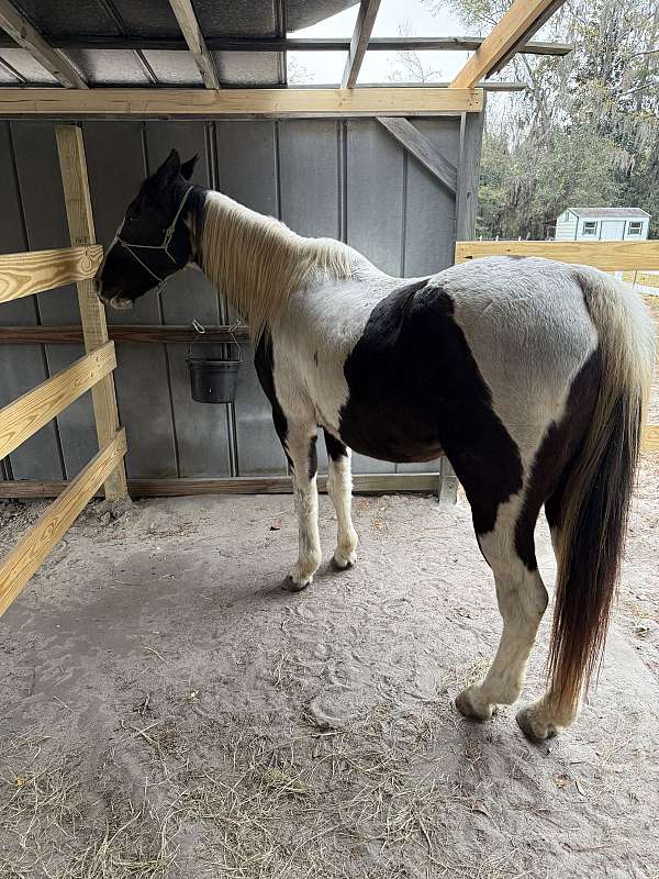 black-white-kentucky-mountain-paint-horses-for-sale