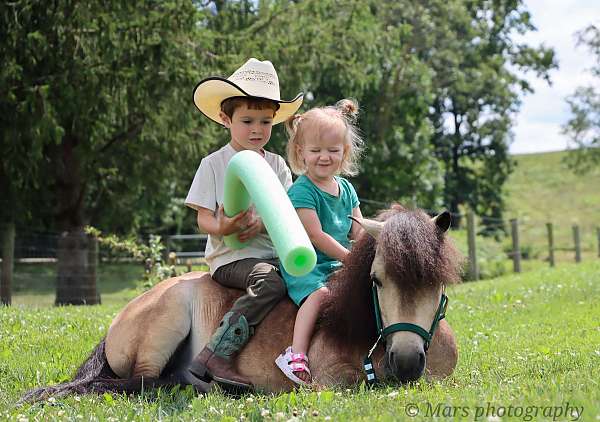 attitude-miniature-pony