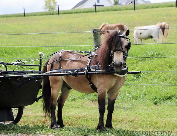broke-to-ride-drive-miniature-pony