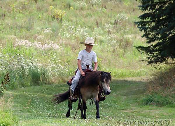 buckskin-gelding-miniature-pony