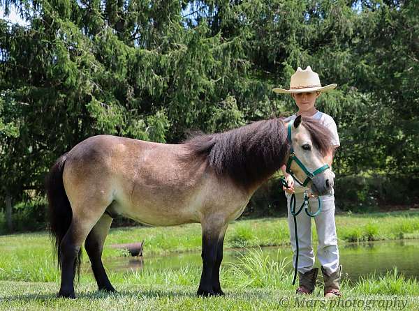 down-miniature-pony