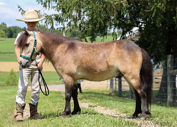 good-miniature-pony