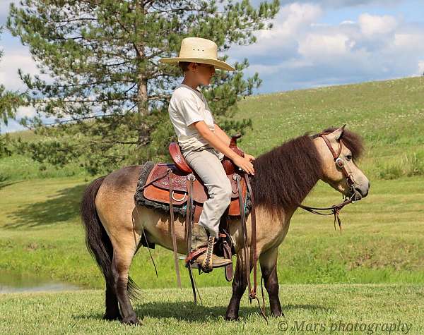 lay-down-miniature-pony