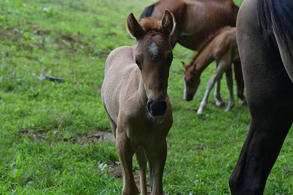 red-dun-wpcsa-filly