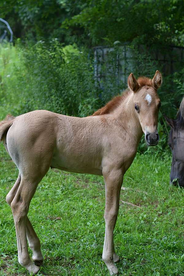 red-dun-welsh-pony-filly