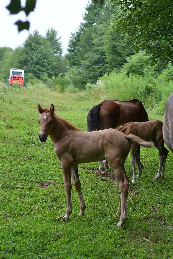 red-dun-wpcsa-horse