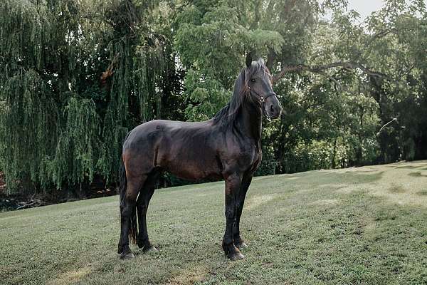 blue-roan-roan-friesian-percheron-for-sale