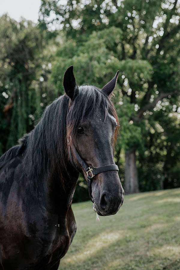 black-friesian-mare