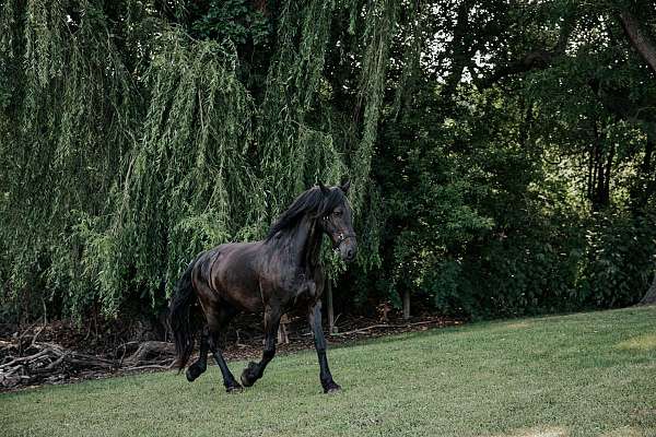 black-percheron-mare