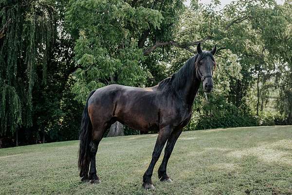 black-mare-for-sale