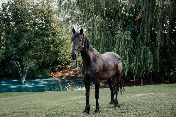 16-hand-percheron-mare
