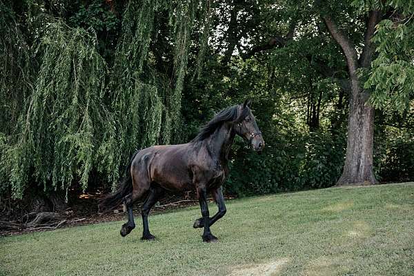 16-hand-percheron-horse