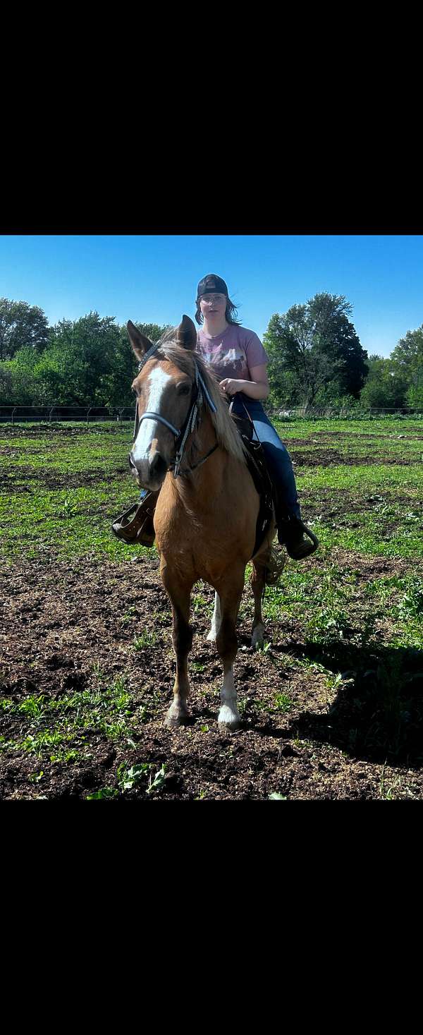 draft-gelding