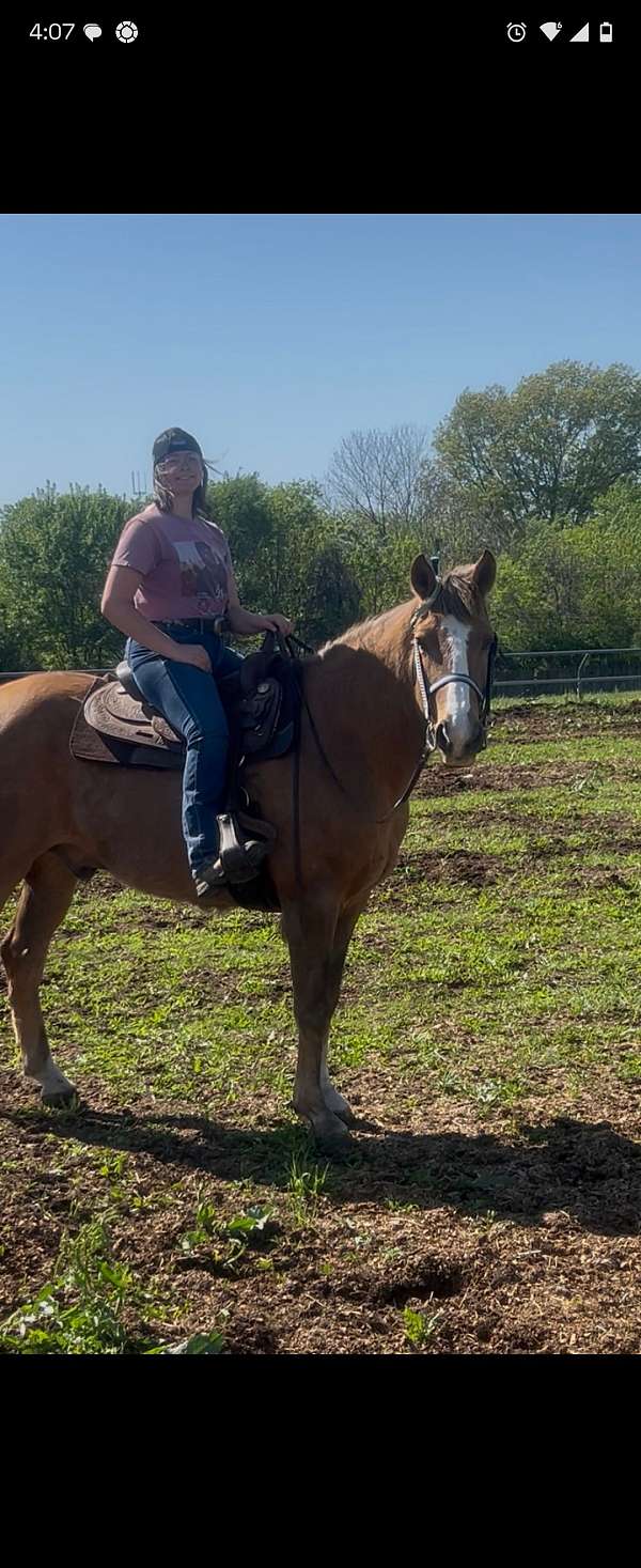 draft-horse-for-sale