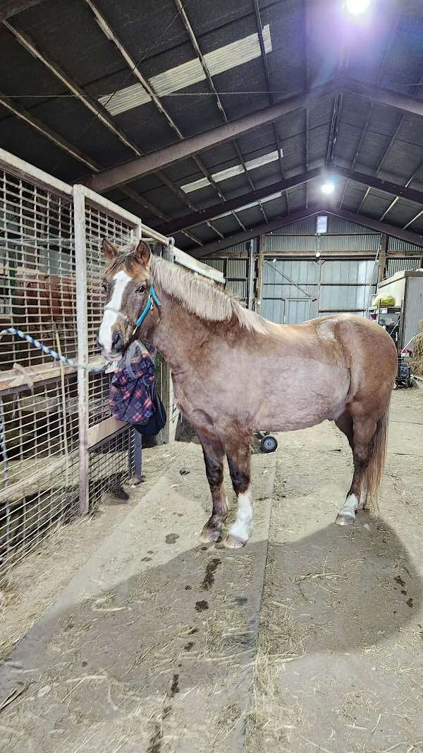 draft-horse