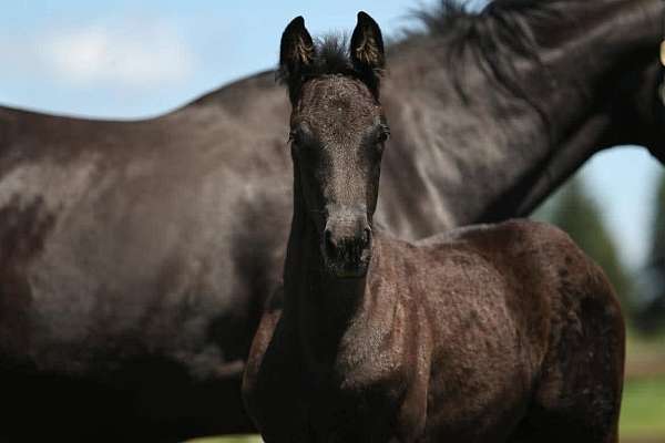 black-gelding-westphalian-horse