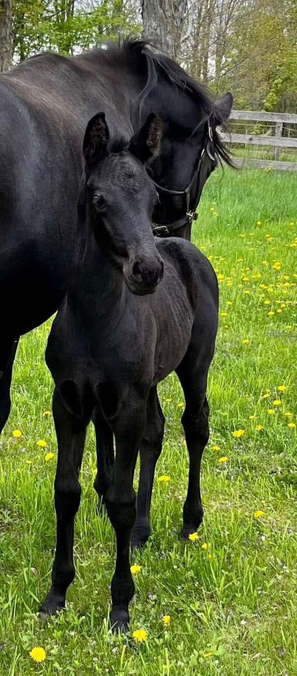 2-year-old-westphalian-horse