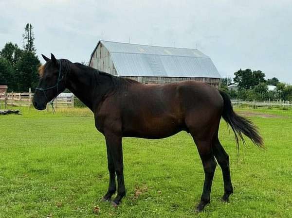sport-horse-prospect-westphalian