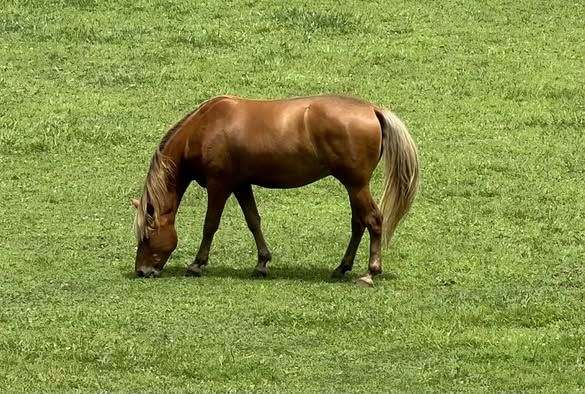 silb-none-horse