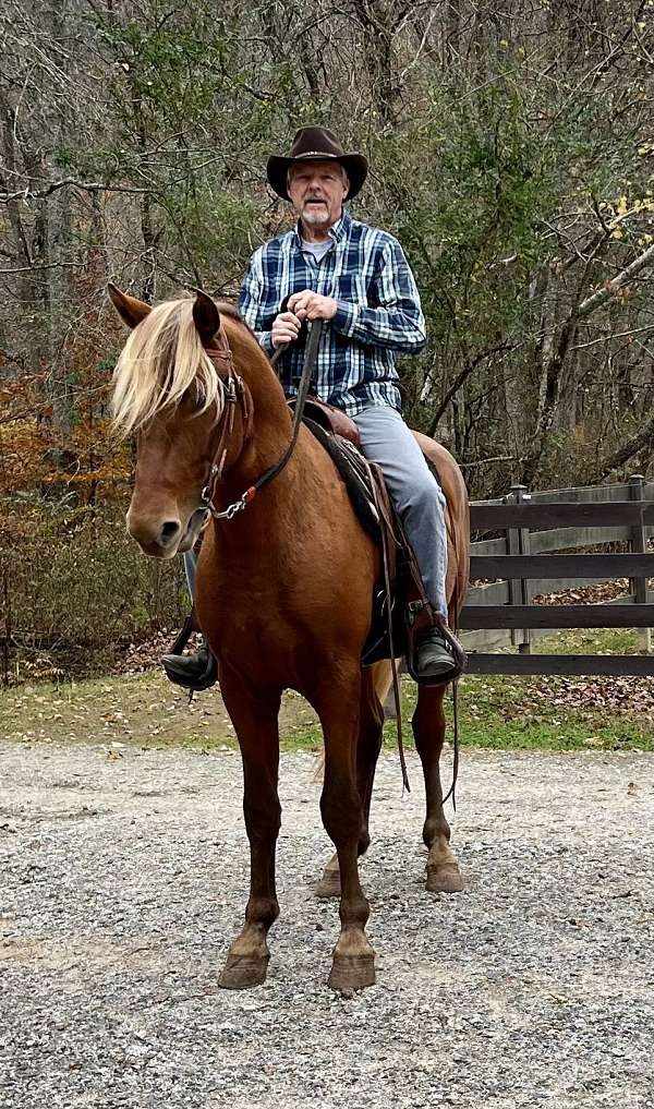 silb-rocky-mountain-gelding