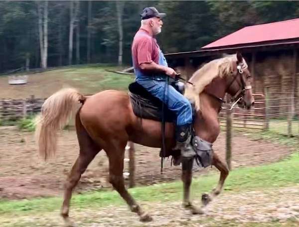 silb-gaited-horse