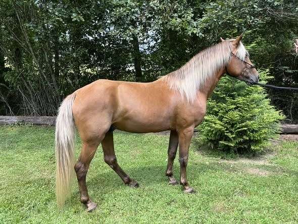 silb-natural-horsemanship-training-horse
