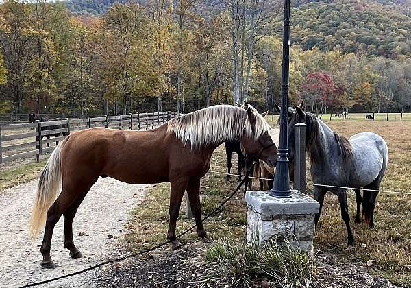 silb-rmha-gelding