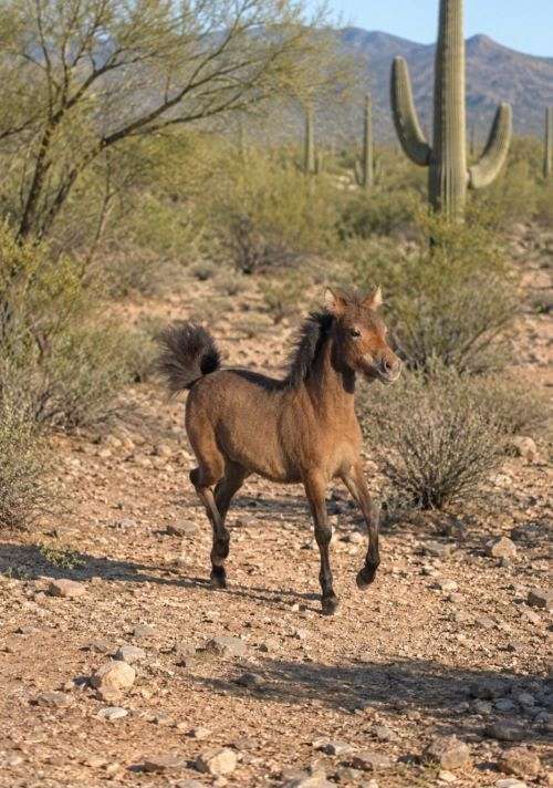 bay-none-horse