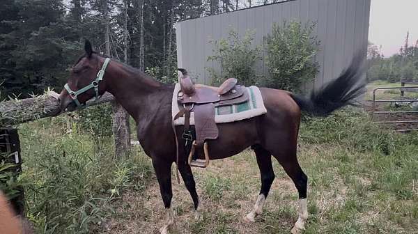 star-4-white-socks-horse