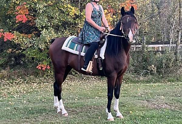 bay-star-4-white-socks-horse