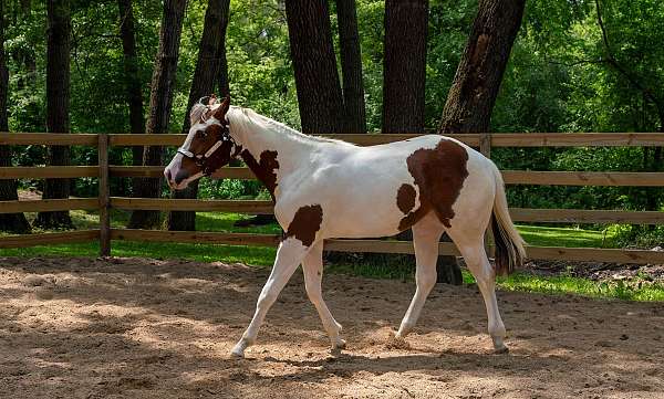 diy-paint-horse