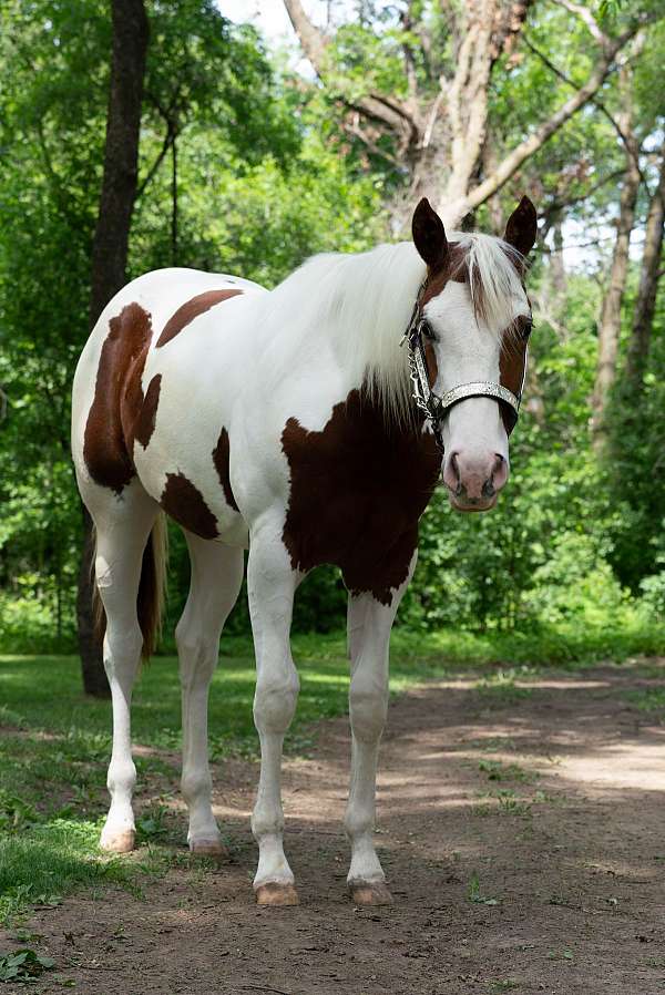 diy-horse