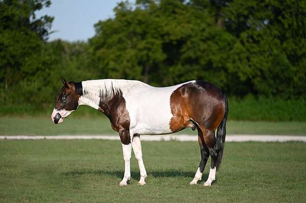 all-around-paint-horse