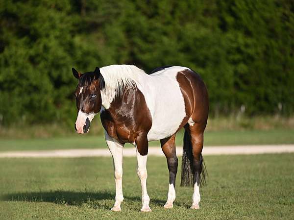 flashy-paint-horse