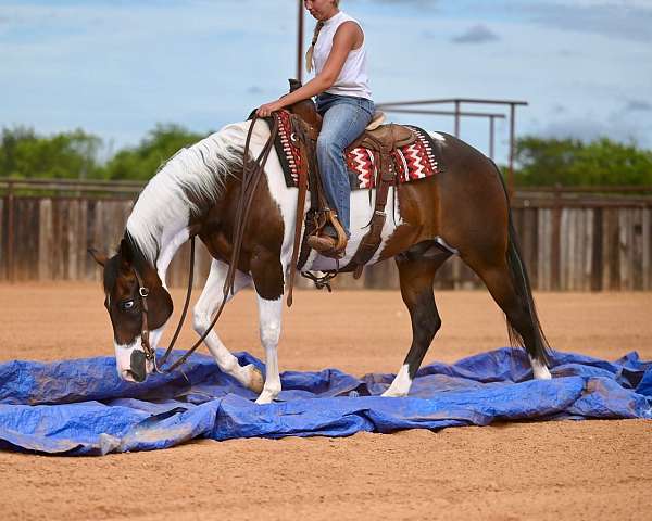 performance-paint-horse