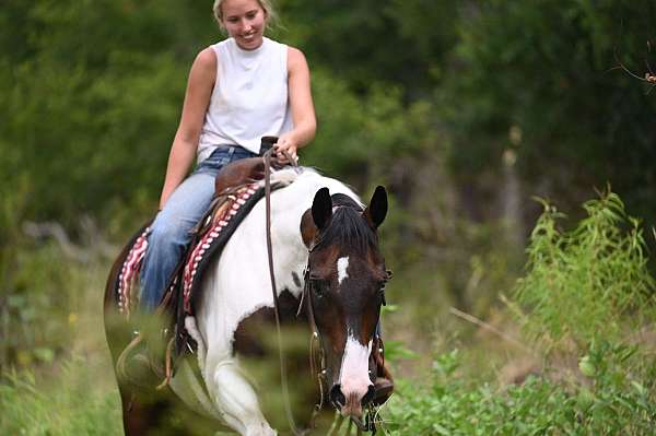 reining-paint-horse