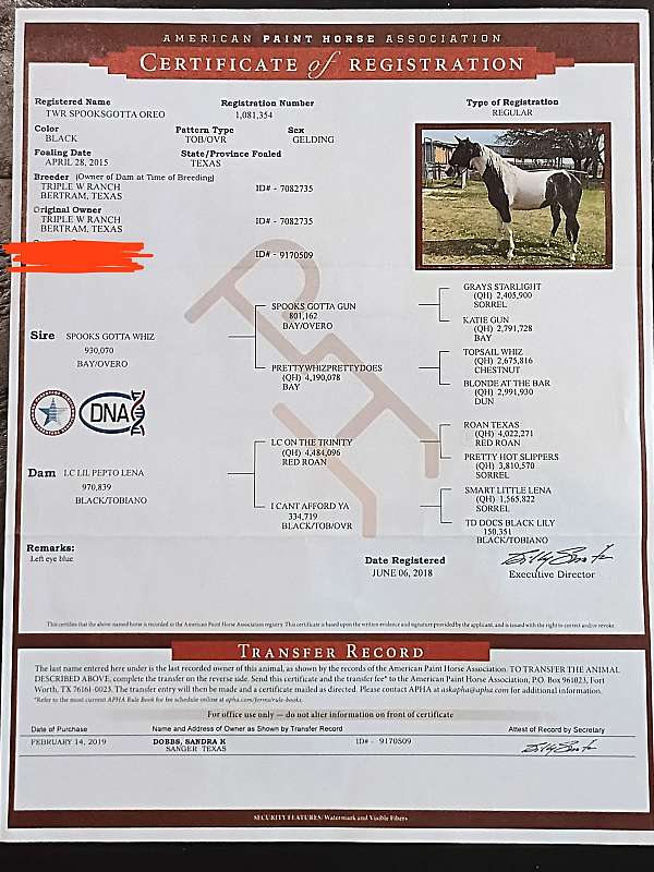 show-paint-horse