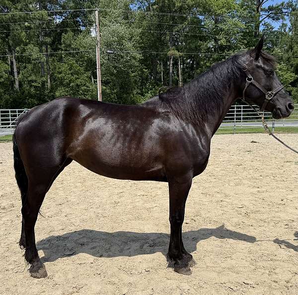 black-morgan-mare