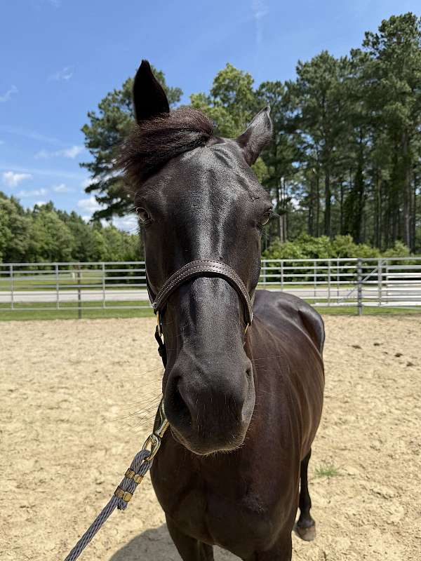 15-hand-morgan-mare