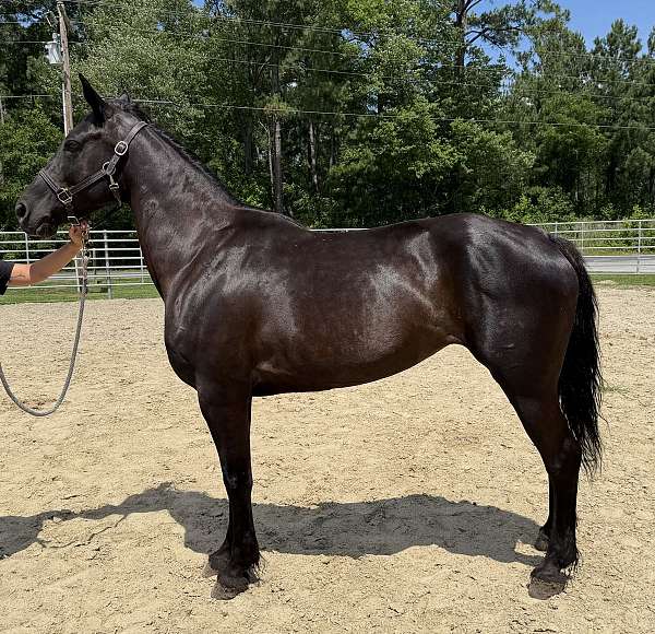 black-mare-for-sale